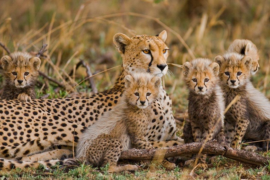 Cheetas in Africa Cheetas in Africa