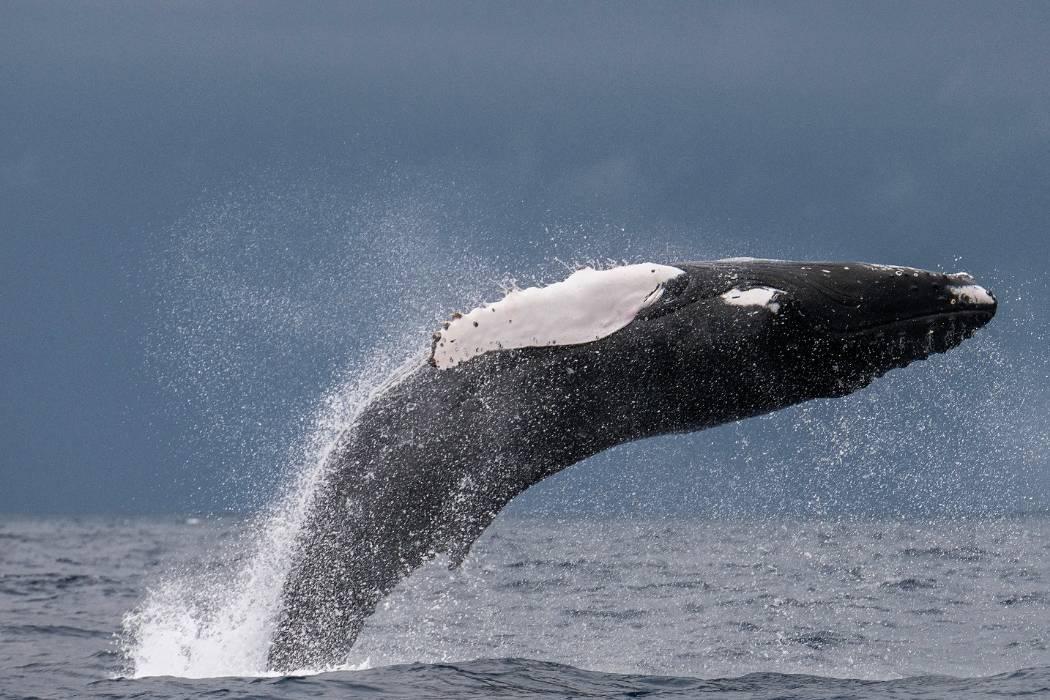 Whale Watching Whale Watching