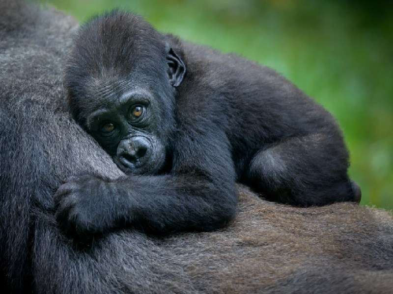 Rwanda safari Rwanda safari