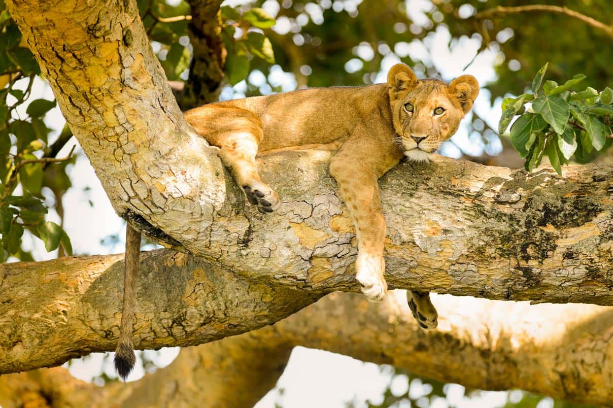 Lions, Tanzania Safari Package