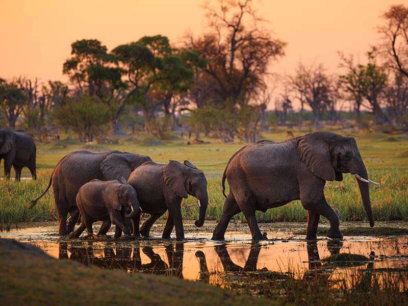 Elephants in Botswana Elephants in Botswana