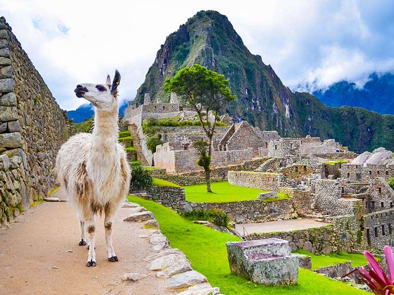 Lamas in Peru Lamas in Peru