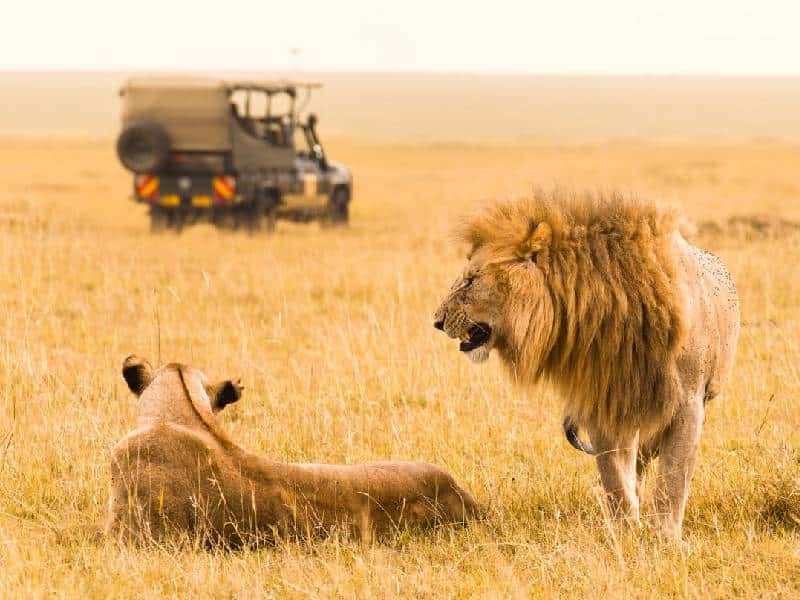 Lions, Tanzania Tour