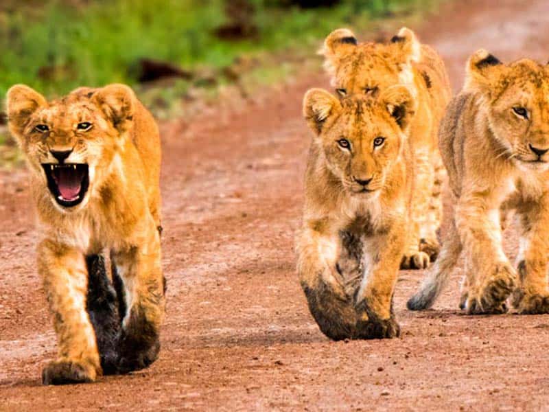 Kenya, Best Kenya Safari Tours