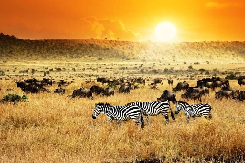 Zebras in Kenya, Dubai Kenya Package Zebras in Kenya, Dubai Kenya Package