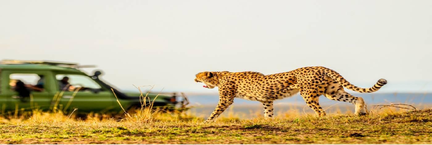 The Terrific Maasai Mara National Park